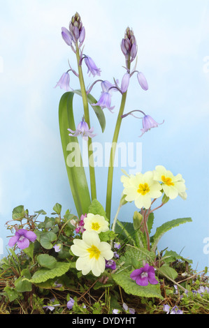 Frühlingsblumen, blaue Glocken, Primeln, Veilchen und Ehrenpreis Blüten vor blauem Himmel mit weißen trübe Wolke Stockfoto