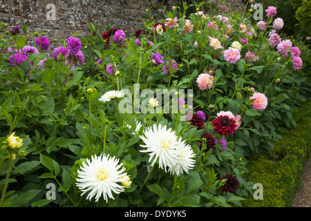 Einem Rahmen eingefasst mit Box und gefüllt mit einer Mischung aus bunten Dahlien wachsen innerhalb der ummauerten Garten Rousham House, Oxfordshire, England Stockfoto