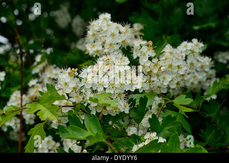 Weißdorn oder Mai blühen (Crataegus) in voller Blüte in einem Garten. Potager de Suzanne, Le Pas, Mayenne, Pays De La Loire, Frankreich). Stockfoto