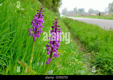 Frühe lila Orchideen (Orchis Mascula) in Blüte, am Hang in am Straßenrand. Stockfoto
