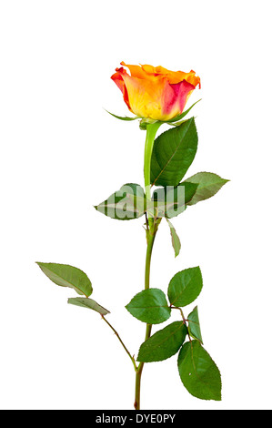 Orange rose Blume isoliert auf weißem Hintergrund mit Beschneidungspfad Stockfoto