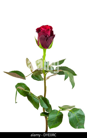 Rote rose Blume isoliert auf weißem Hintergrund mit Beschneidungspfad Stockfoto