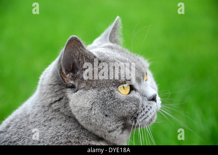 Porträt der britischen Blue cat Stockfoto