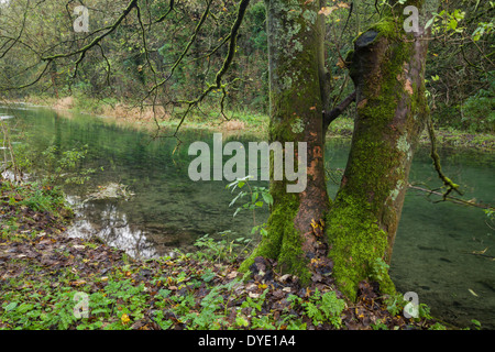 Das kristallklare Wasser des Flusses Lathkill fließen sanft durch Lathkill Dale in der Peak District National Park, Derbyshire, England Stockfoto