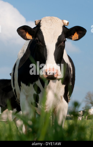 Kuh stehend im Feld, Normandie, Frankreich Stockfoto