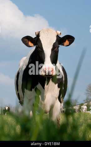 Kuh stehend im Feld, Normandie, Frankreich Stockfoto