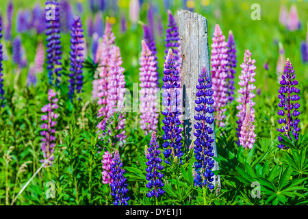 Lupinen wachsen wild und blühende entlang der Straßen und Bäche oder ländlichen Prince Edward Island, Kanada. Stockfoto