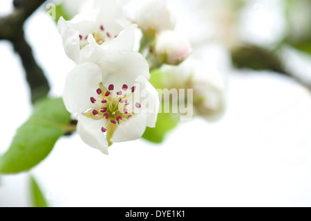 Birne Baum weiße Blüte Blumen blühen Stockfoto