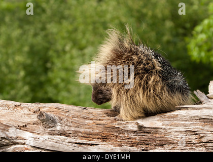 Stachelschwein zu Fuß auf einem Baumstamm Stockfoto