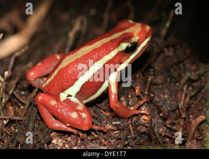 Phantasmal Pfeilgiftfrosch (Epipedobates Tricolor), eine Vielzahl von roten und gelben Pfeil-Frosch aus Mittelamerika Stockfoto