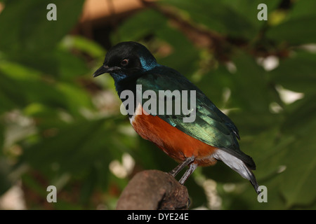 Ostafrikanischen Superb Starling (Glanzstare Superbus) Stockfoto