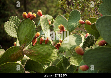 Feigenkakteen mit Obst auf grosse Blätter im südlichen Italien. Stockfoto