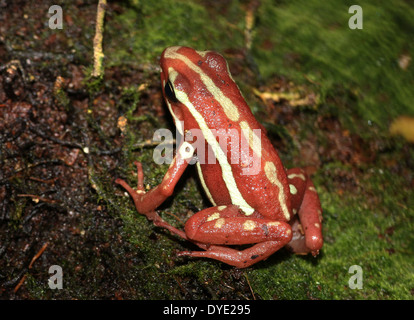 Phantasmal Pfeilgiftfrosch (Epipedobates Tricolor), eine Vielzahl von roten und gelben Pfeil-Frosch aus Mittelamerika Stockfoto