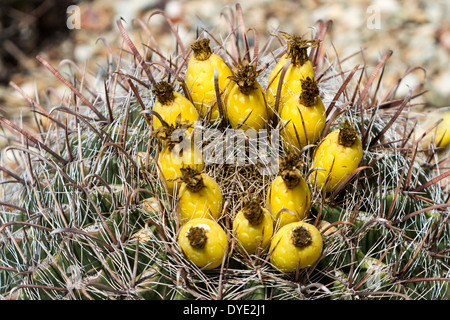 Angelhaken Barrel Cactus, Desert Botanical Gardens, Phoenix, Arizona, USA Stockfoto