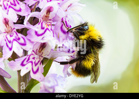 Hummel, die Fütterung von eine Orchidee Stockfoto