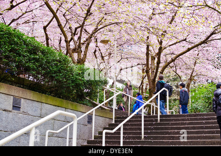 Rosa Kirschblüten in der Innenstadt von Vancouver durch die Burrard Street Skytrain Station. Akebono Kirschbäume in Vancouver BC Kanada Stockfoto