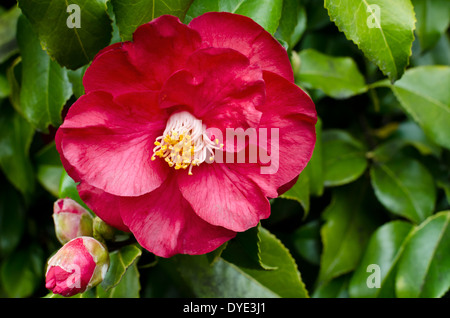 Rot blühende Blüte von Camellia Japonica auf einem Busch im Garten im April in Vancouver, Kanada. Stockfoto