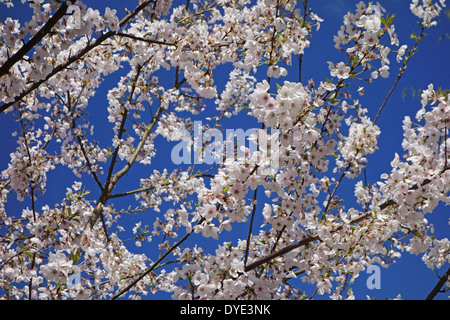 Äste in weißen Kirschblüten, Blumen gegen einen dunkelblauen Himmel bedeckt. in einem Park in Burnaby, British Columbia, Kanada. Stockfoto
