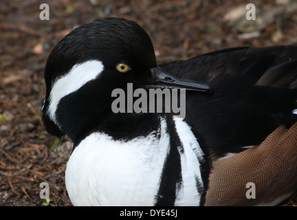 Nordamerikanischen männlichen Hooded Prototyp (Lophodytes Cucullatus)-Nahaufnahme des Kopfes Stockfoto