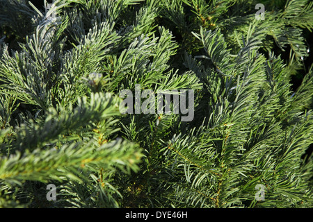 Nahaufnahme einer verworfen Weihnachtsbaum Stockfoto