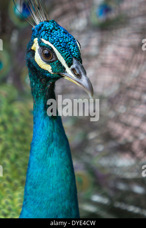 Pfauen, Pfau - fliegen Vogel der Gattung Pavo der Fasan Familie Phasianidae, am besten bekannt für das Männchen extravagant ist. Stockfoto