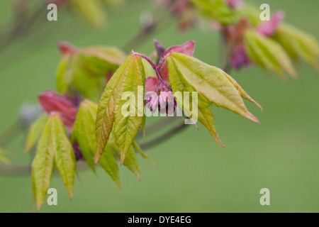 Acer Japonicum Blütenknospen. Stockfoto