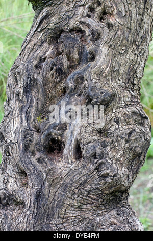 Olea Europaea. Die Rinde der Europäischen Olivenbaum. Stockfoto