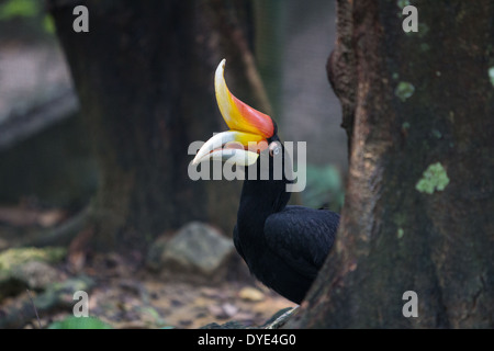 Hornbill (Bucerotidae) im Vogelpark Kuala Lumpur, Malaysia Stockfoto