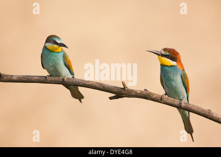 Paar s der Europäischen Bienenfresser (Merops Apiaster) auf einem Ast Stockfoto