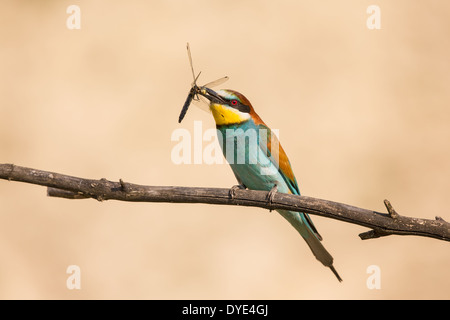 Europäische Bienenfresser (Merops Apiaster) thront auf einem Ast mit einem nicht identifizierten Libelle (Odonata) Stockfoto