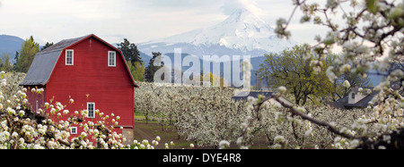 Birnengarten Baum mit roten Scheune und Mount Hood in Oregon Hood River im Frühjahr Saison Panorama Stockfoto