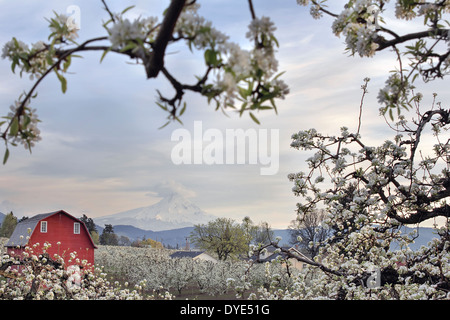 Birnengarten Baum mit roten Scheune und Mount Hood in Oregon Hood River während der Frühjahrssaison Stockfoto