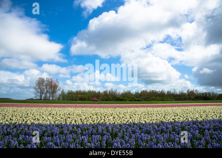 Reihen von Hyazinthen auf Flowerfield in den Niederlanden Stockfoto