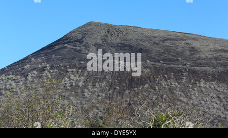 Kleine Bäume bedecken die trockenen vulkanischen Hänge der Insel Santiago, Galapagos-Inseln, Ecuador. Stockfoto