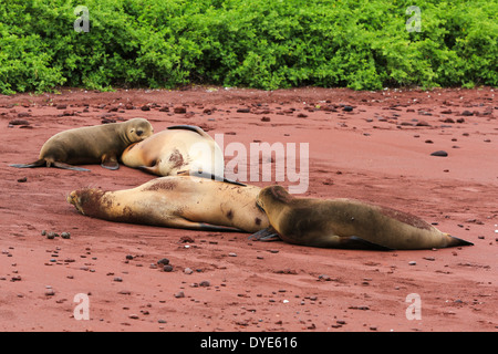 Zwei Seelöwen Krankenpflege ihre Welpen am roten vulkanischen Strand Insel Rabida, Galapagos-Inseln, Ecuador. Stockfoto