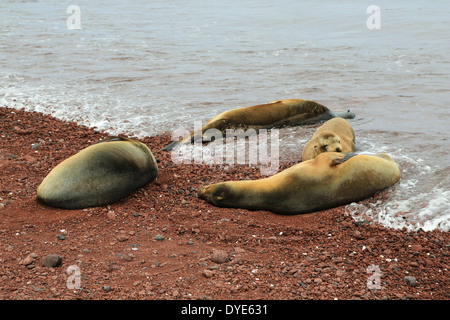 Ein Seelöwe Krankenschwestern ihre Welpen in der Nähe von der Brandung am roten vulkanischen Strand Insel Rabida, Galapagos-Inseln, Ecuador. Stockfoto