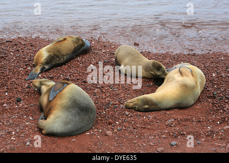 Ein Seelöwe Krankenschwestern ihre Welpen in der Nähe von der Brandung am roten vulkanischen Strand Insel Rabida, Galapagos-Inseln, Ecuador. Stockfoto