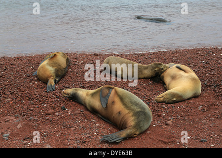 Ein Seelöwe Krankenschwestern ihre Welpen in der Nähe von der Brandung am roten vulkanischen Strand Insel Rabida, Galapagos-Inseln, Ecuador. Stockfoto