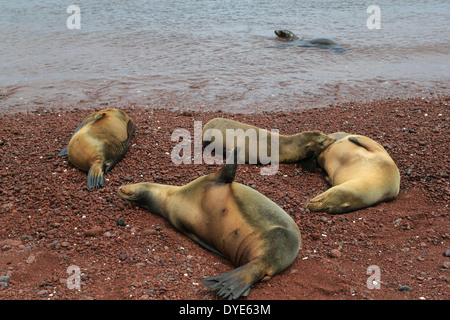 Ein Seelöwe Krankenschwestern ihre Welpen in der Nähe von der Brandung am roten vulkanischen Strand Insel Rabida, Galapagos-Inseln, Ecuador. Stockfoto