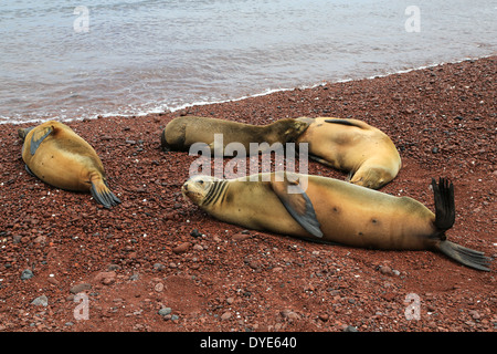 Ein Seelöwe Krankenschwestern ihre Welpen in der Nähe von der Brandung am roten vulkanischen Strand Insel Rabida, Galapagos-Inseln, Ecuador. Stockfoto