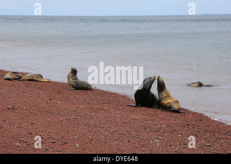 Seelöwen am roten vulkanischen Strand Insel Rabida, Galapagos-Inseln, Ecuador. Stockfoto