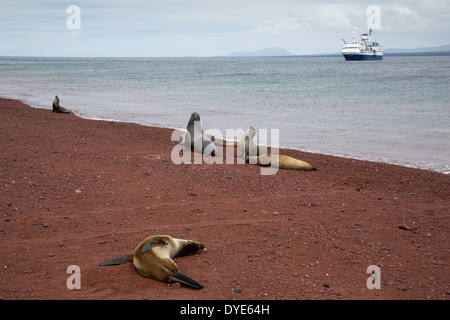 Seelöwen am roten vulkanischen Strand Insel Rabida, Galapagos-Inseln, Ecuador, mit einer Kreuzfahrt Schiff im Hintergrund. Stockfoto