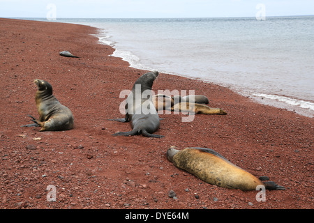 Sieben Seelöwen am roten vulkanischen Strand Insel Rabida, Galapagos-Inseln, Ecuador, mit einer Pflege der Welpen. Stockfoto