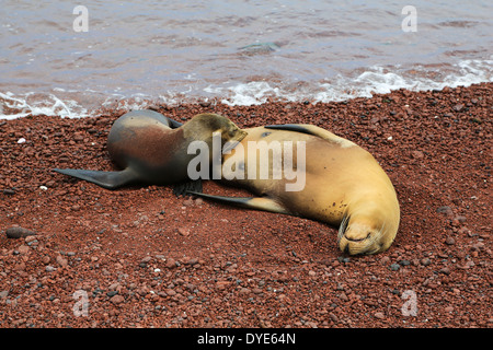 Ein Seelöwe Krankenschwestern ihre Welpen in der Nähe von der Brandung am roten vulkanischen Strand Insel Rabida, Galapagos-Inseln, Ecuador. Stockfoto