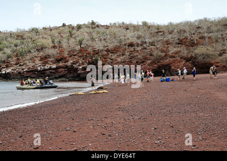 Touristen aus der Kreuzfahrt Schiff Santa Cruz Rückkehr von einem Ausflug (nasse Landung) auf Insel Rabida, Galapagos-Inseln, Ecuador. Stockfoto