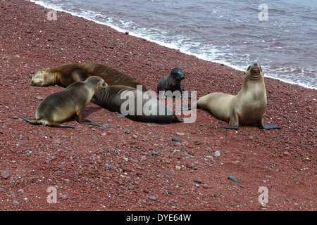 Fünf Seelöwen, einschließlich einen jungen Welpen, ruhen auf den roten Vulkanstrand an Rabida Insel, Galapagos-Inseln, Ecuador. Stockfoto