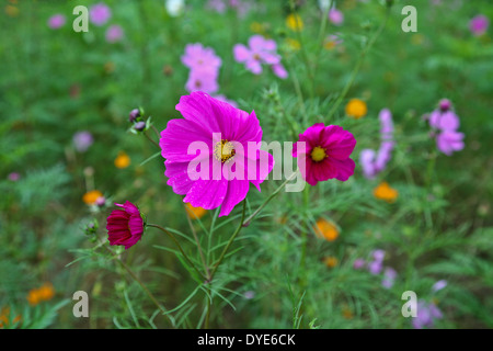 Frühling Nahaufnahme der rosafarbenen Kosmosblüten in NJ, USA, jährliche Gartengrenze, einjährige Stockfoto