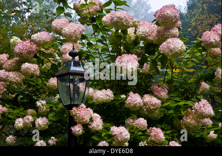 Lamppost unter blühenden rosa Herbst Hortensien an einem nebligen Tag in Vermont, Herbst New England Herbst, USA, Frühling blühenden Sträuchern Sommergarten Stockfoto