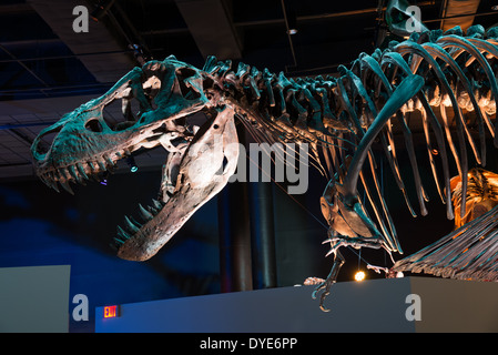 Fossil Skelett eines Tyrannosaurus Rex. Stockfoto