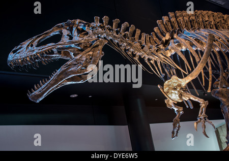 Fossil Skelett eines Allosaurus. Jura-Zeitalter. Stockfoto